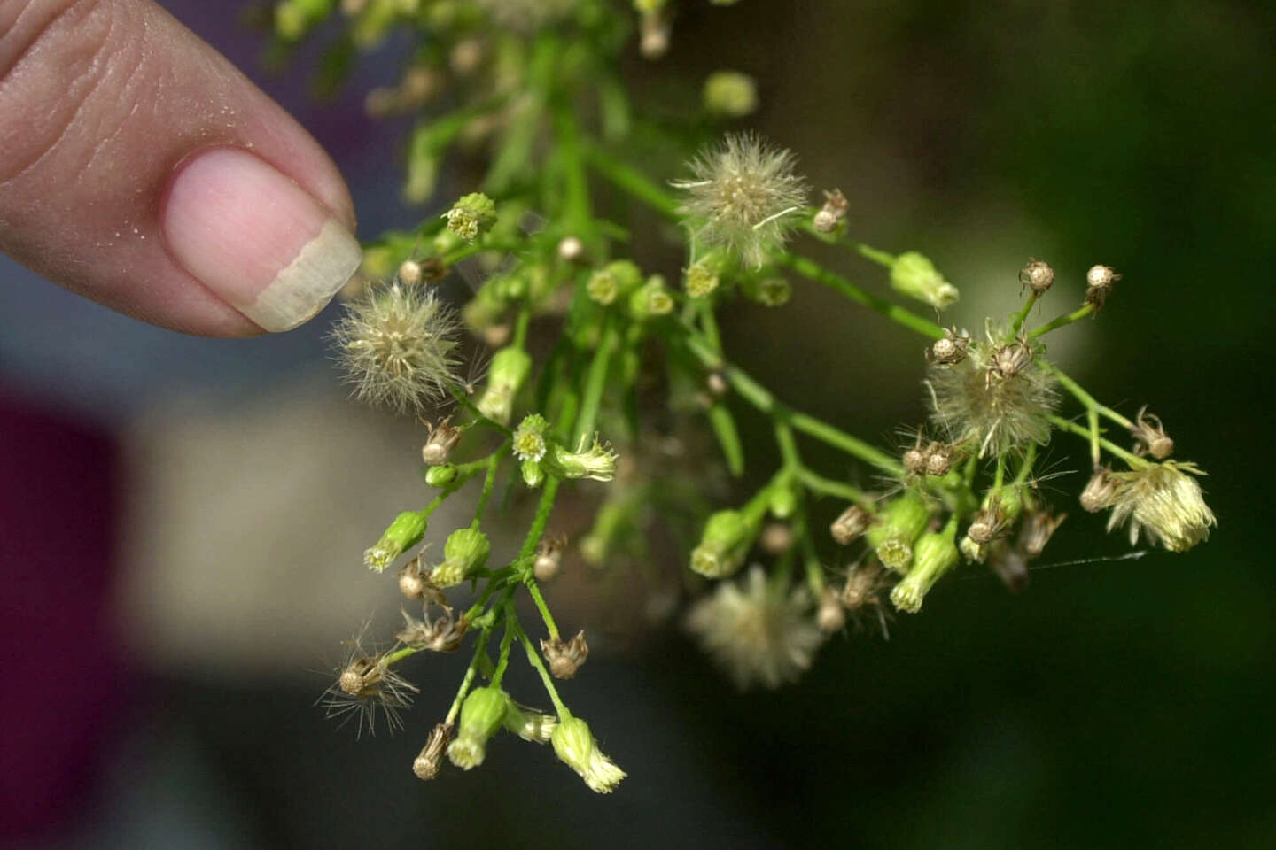 Does global warming make allergies worse?