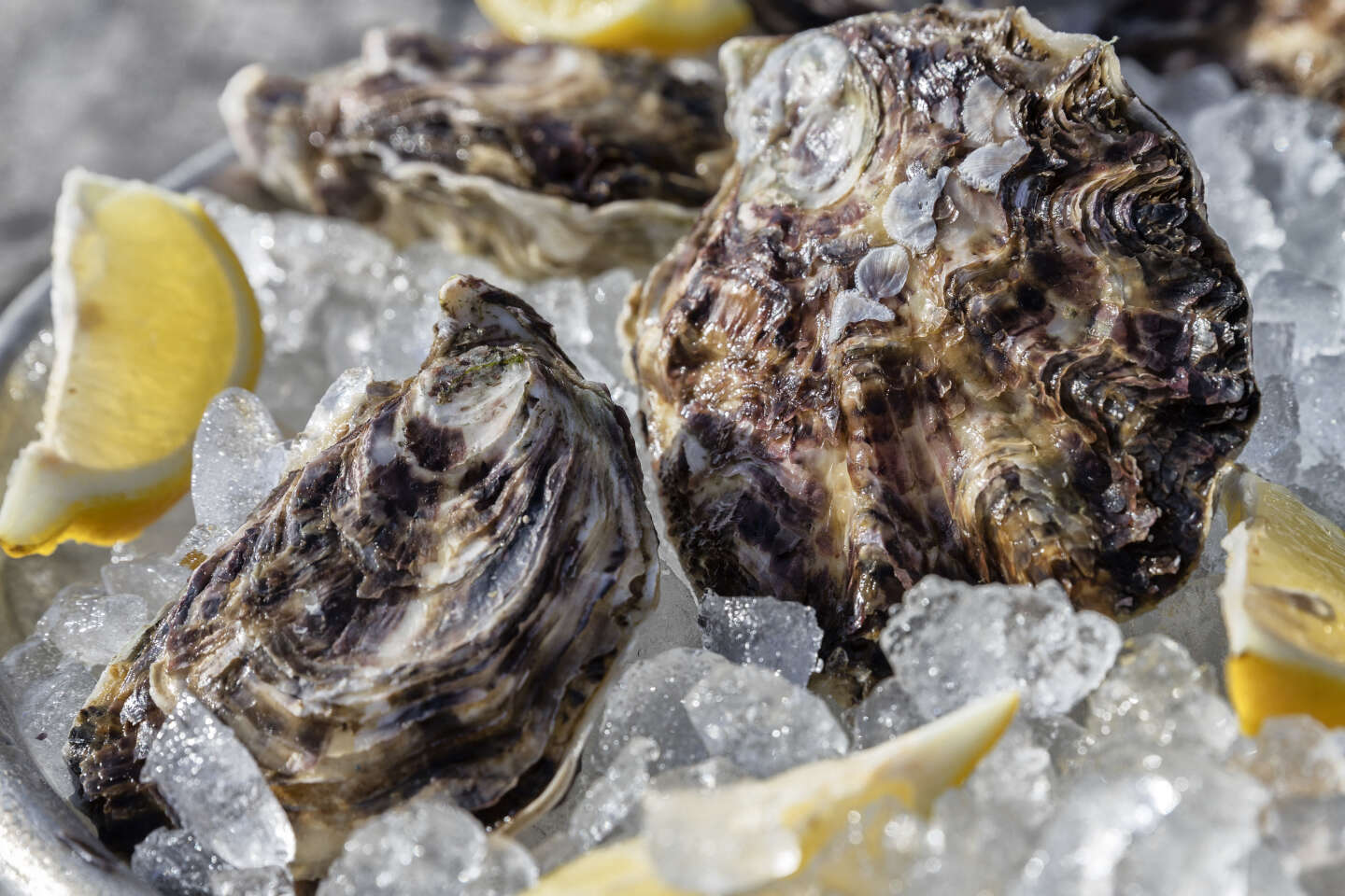 Oysters from the Arcachon basin are temporarily not allowed to be sold