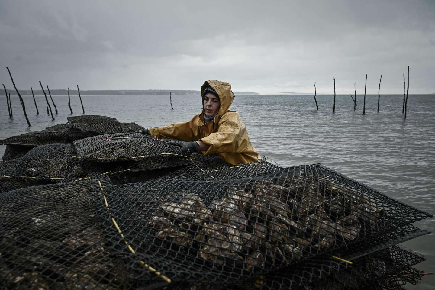 Certain Calvados oysters are no longer allowed to be marketed due to foodborne illnesses