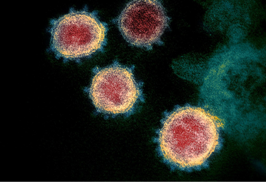 Hepatic steatosis opens the doors of the liver to the virus · Inserm, science for health