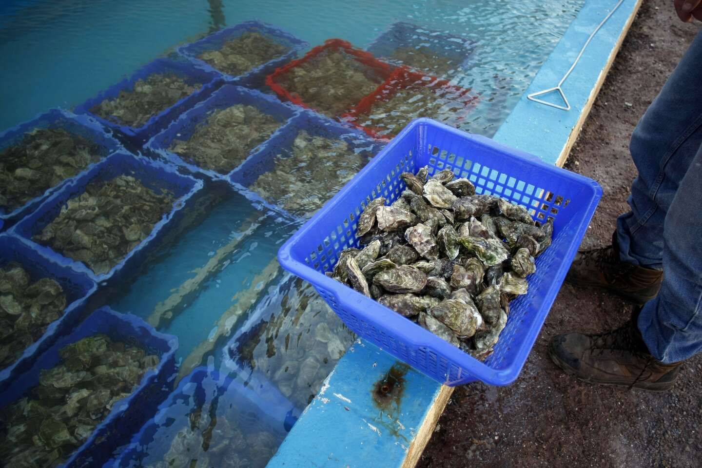 Why the sale of oysters from the Arcachon basin is still banned