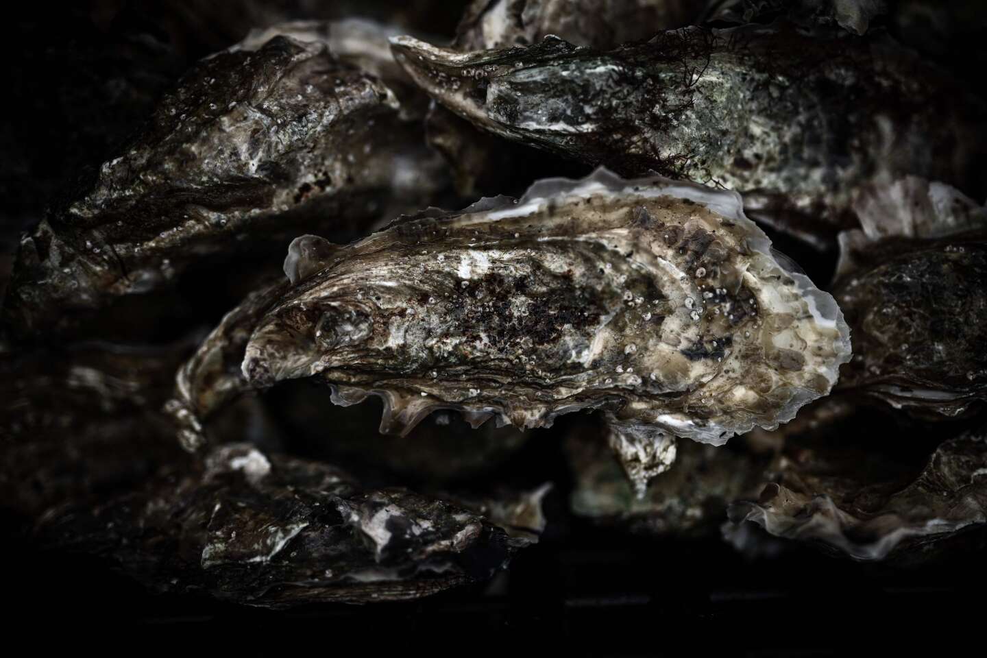 Oyster farmers are looking for those responsible